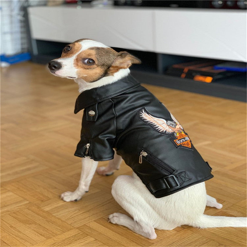 Small dog wearing a black Eagle Embroidered Dog Leather Jacket with zipper and buckle details, sitting on a wooden floor indoors.