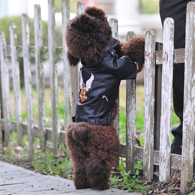 Small curly-haired dog wearing a black Eagle Embroidered Dog Leather Jacket while standing on its hind legs against a white wooden fence outdoors.