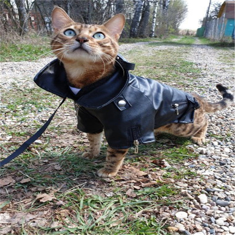 Cat wearing a black Eagle Embroidered Dog Leather Jacket outdoors on a leash, showcasing stylish dog apparel in a natural setting.