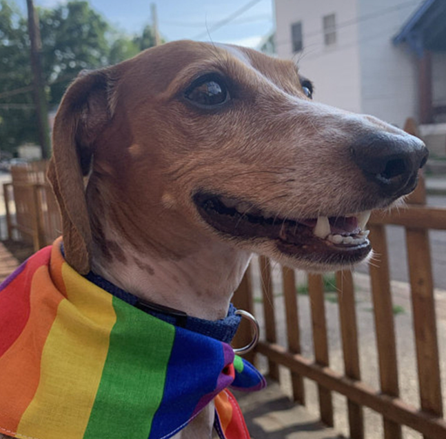 Rainbow Pride Pet Bandana | Adjustable Dog & Cat Scarf