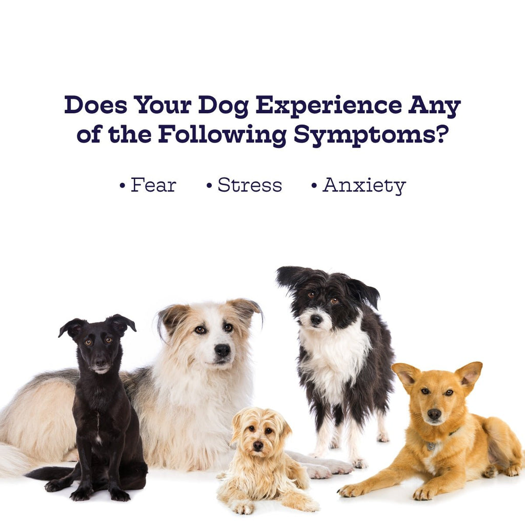 Dog Calming Treats – Chillout Chews | Natural Anxiety Relief for Dogs