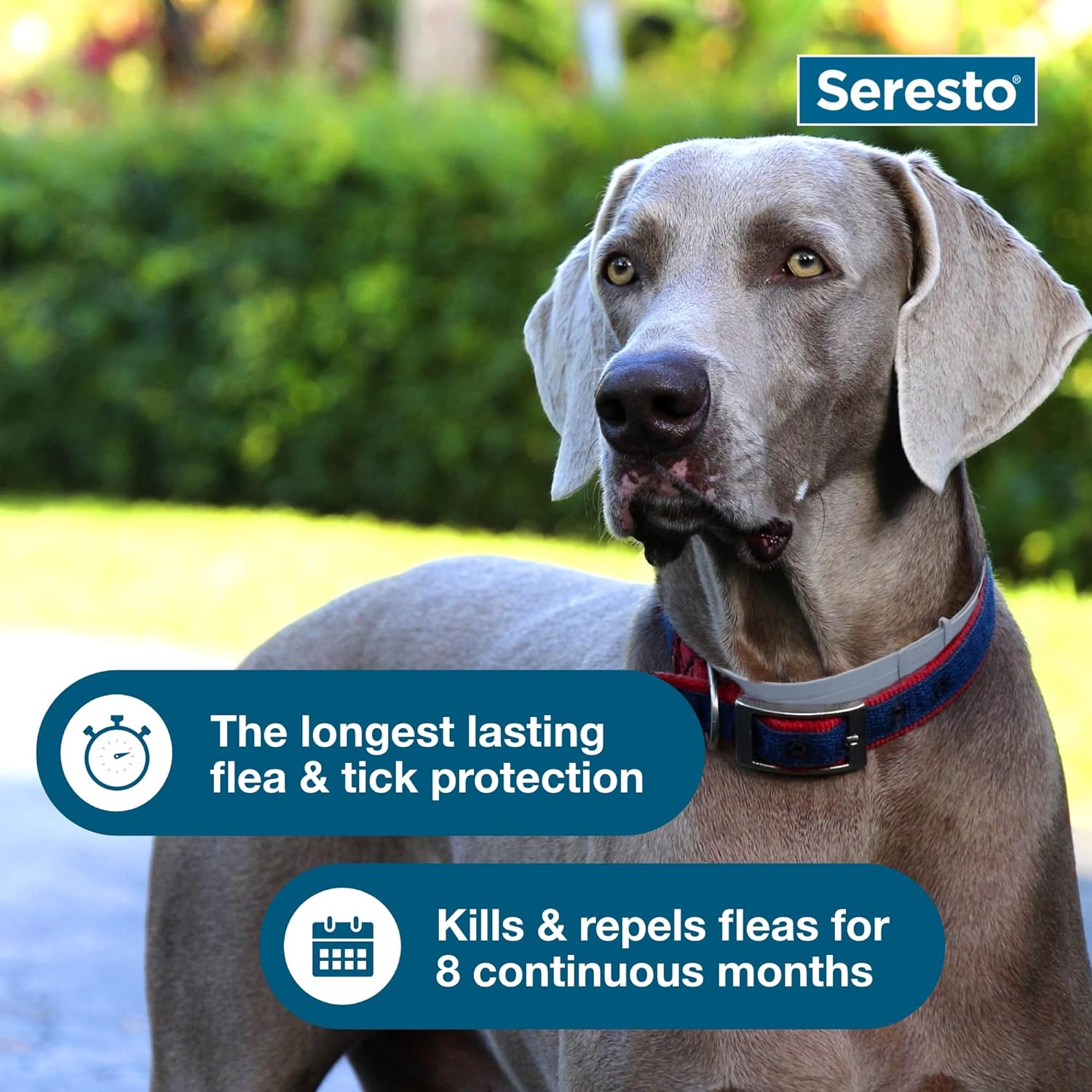 Dog Flea & Tick Collar | Seresto Long-Lasting Protection | Small & Large
